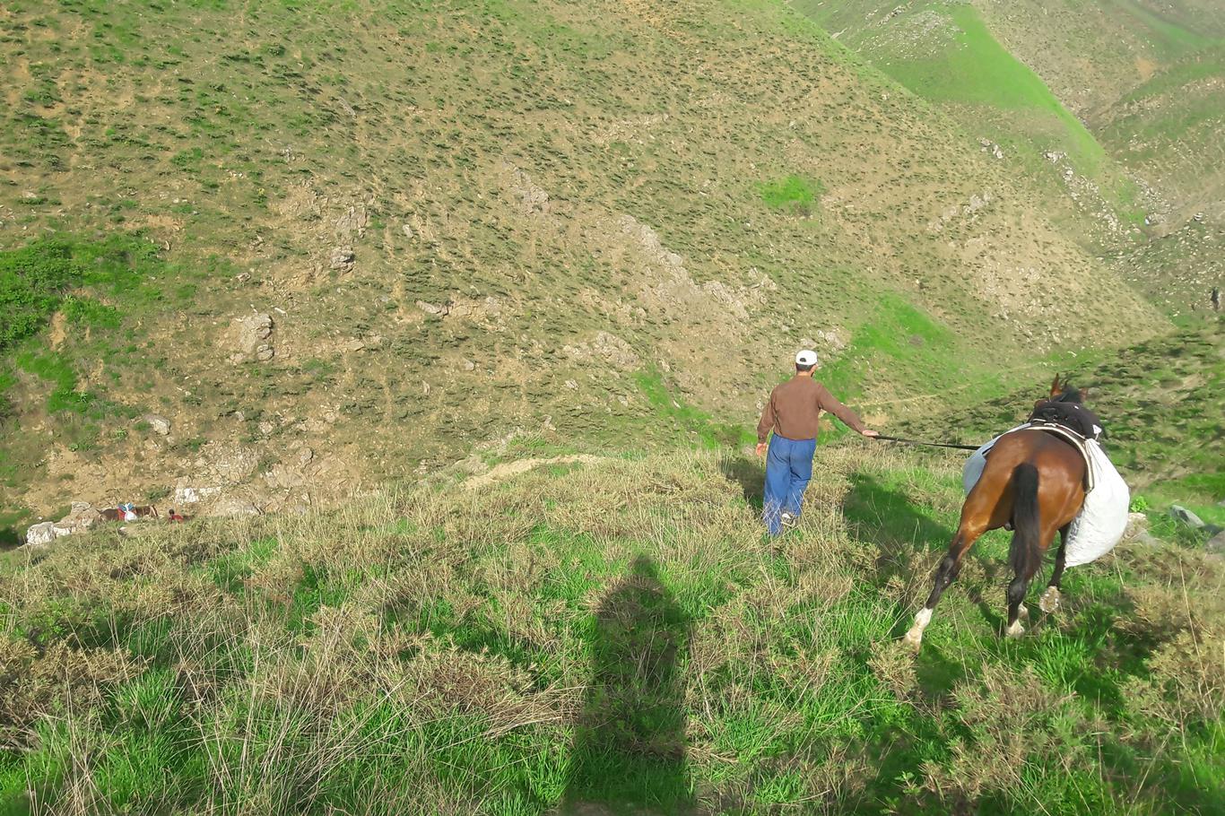 Vatandaşlar yerli bitki toplamak için atlarıyla yaylaya çıkıyor